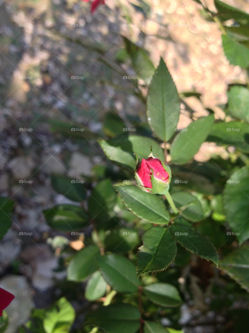 Rose about to bloom. 
