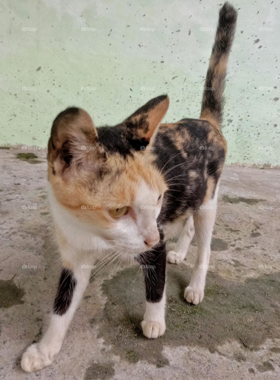 In the past, the Ancient Egyptians used cats to keep rodents such as mice away from the barns storing their crops.