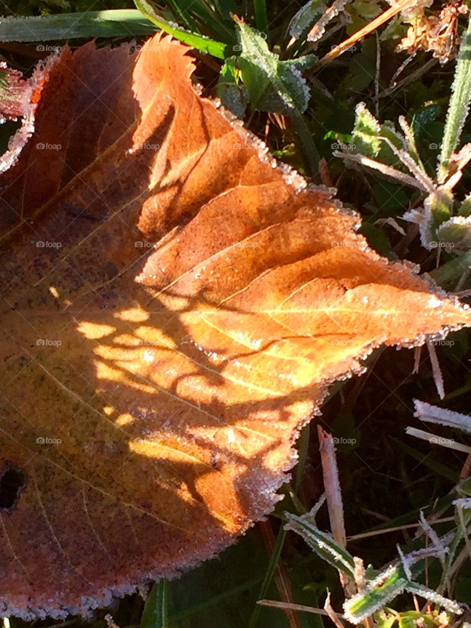 Frost on a leaf