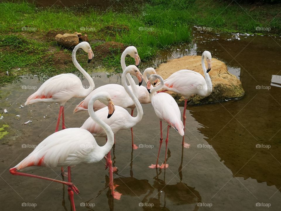 A flock of Flamingos standing in a swamp