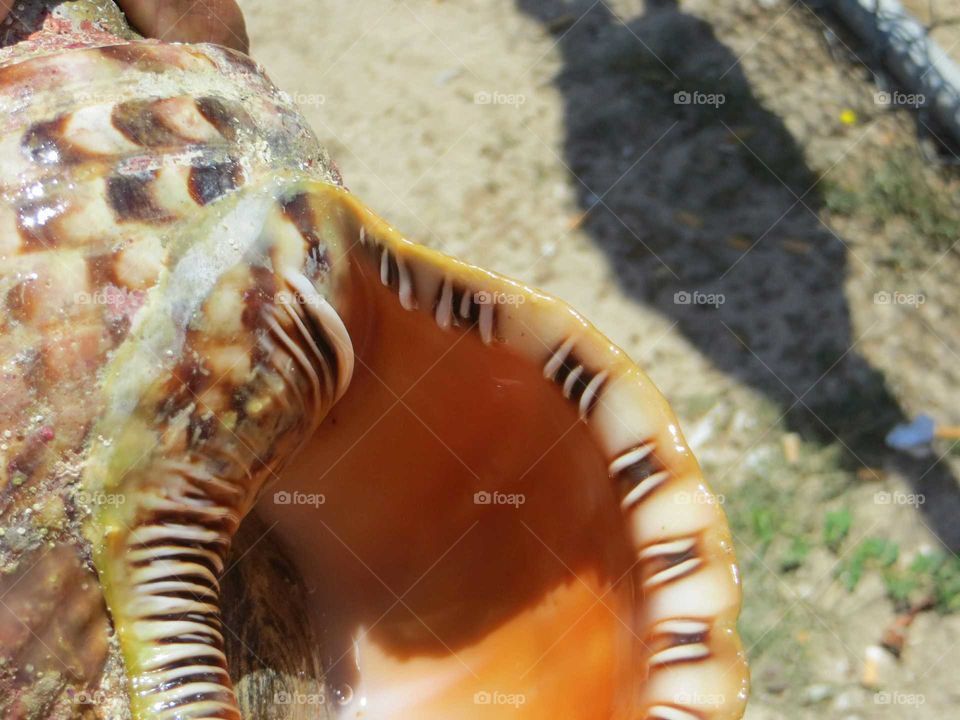 conch