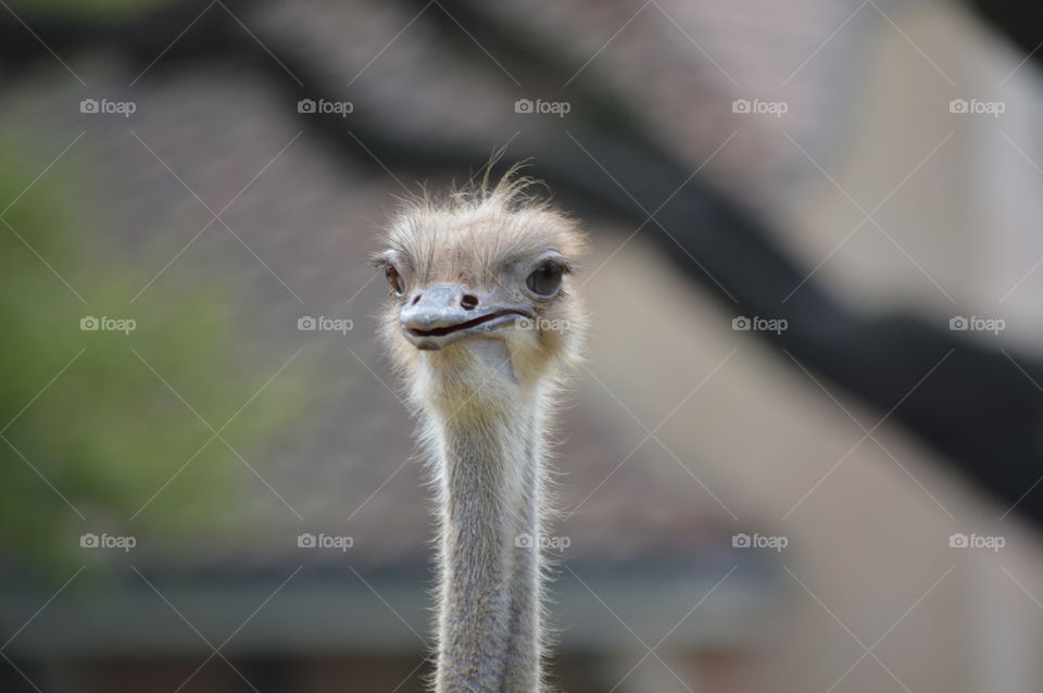 ostrich