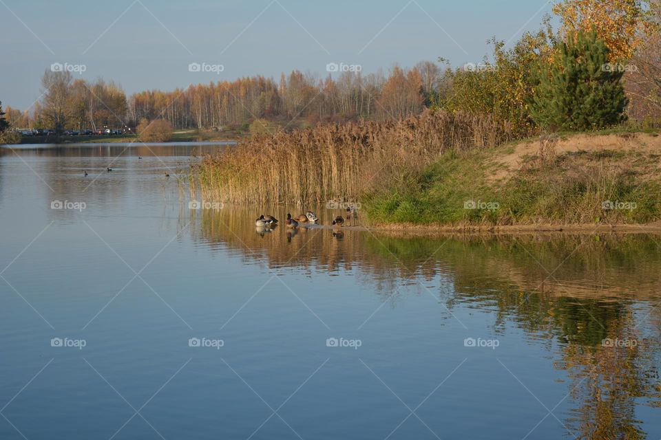 autumn landscape birds ducks on a lake and reflection