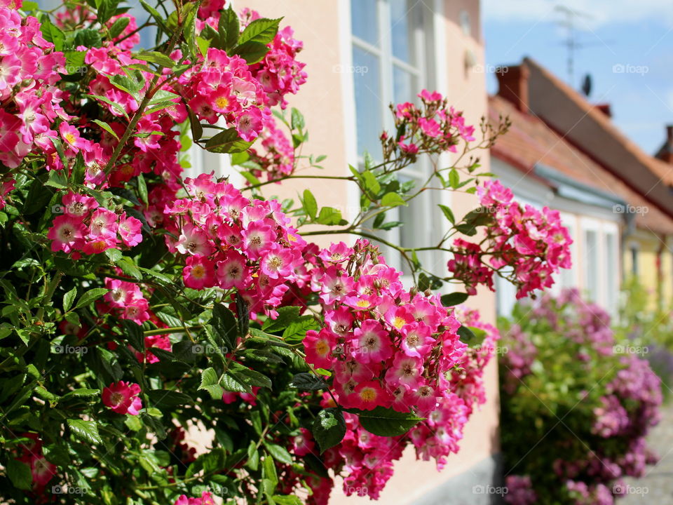 Flowers in Simrishamn