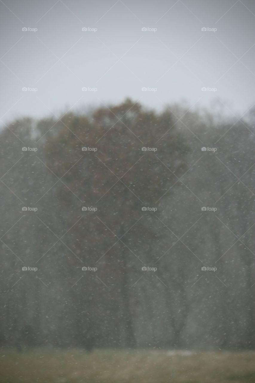 Winter snowflakes blowing across the trees.