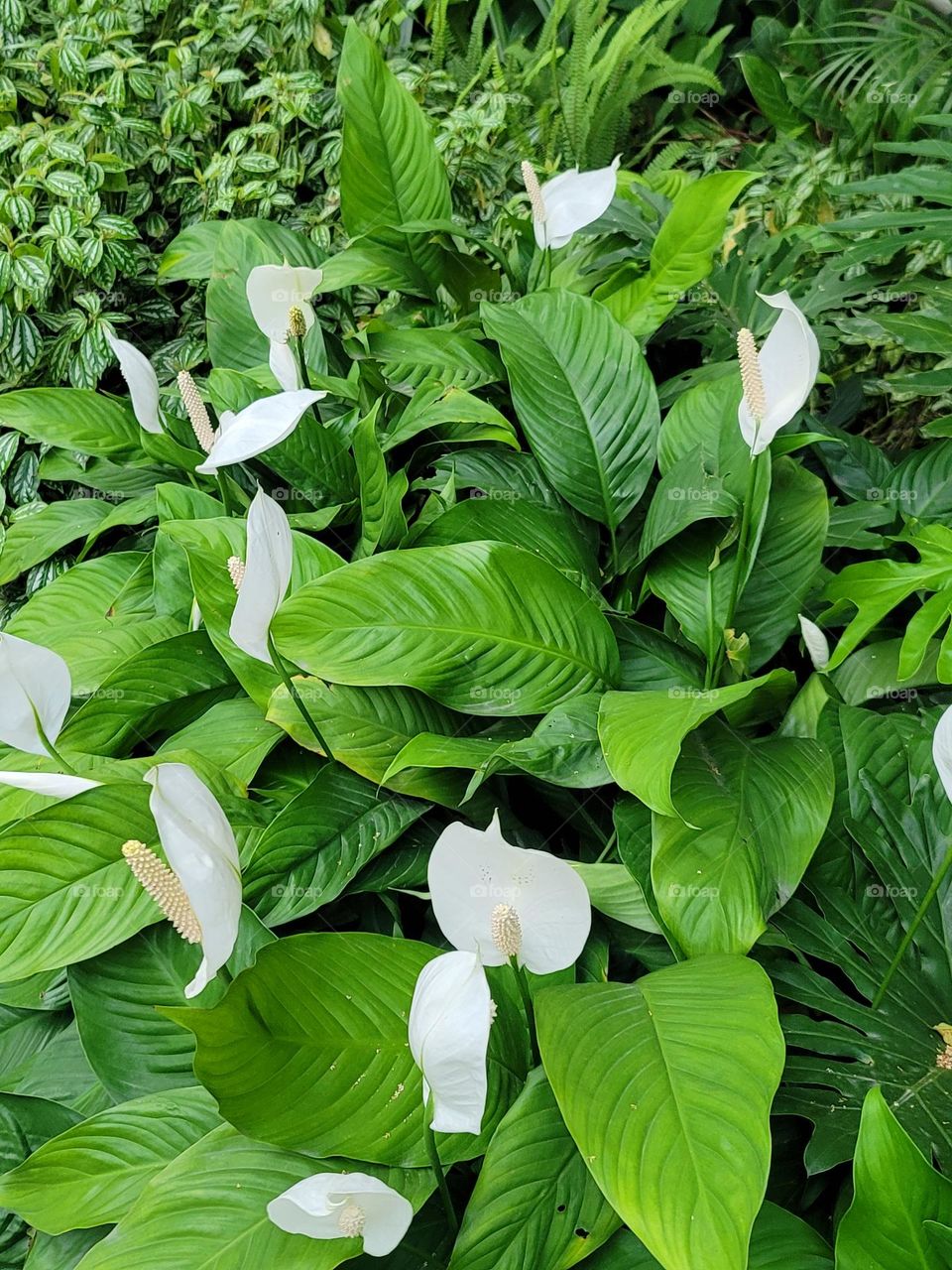 A clump of Peace Lilies