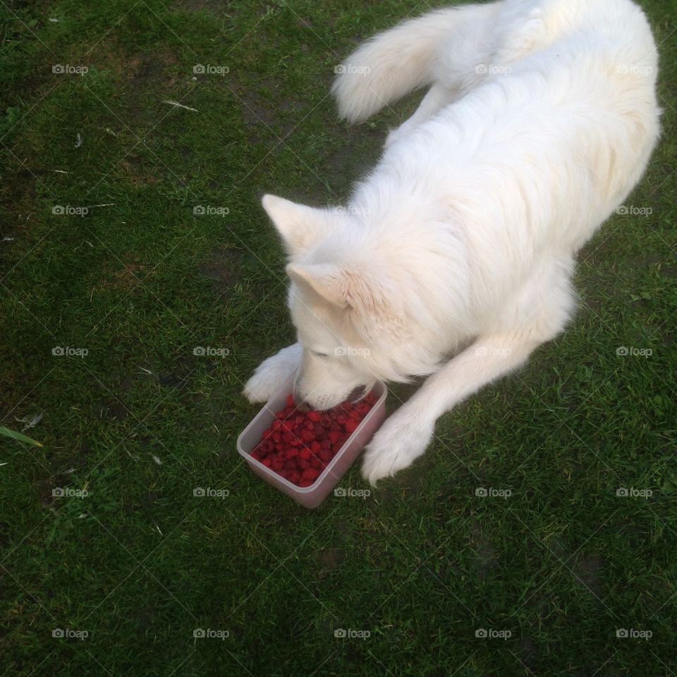 Sky eating raspberry s. My German Shepard sky eating my raspberrys  I just picked 