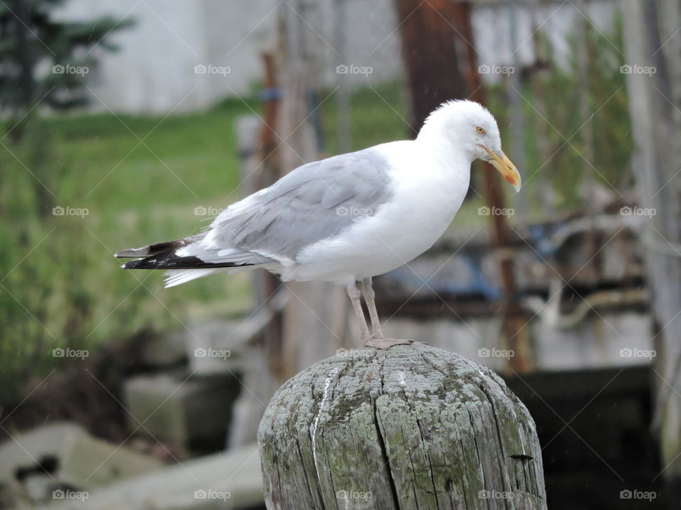 jersey seagull