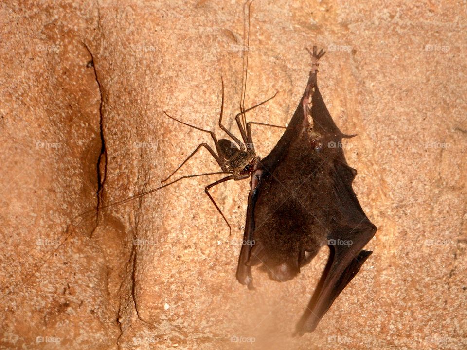 spider eating bat