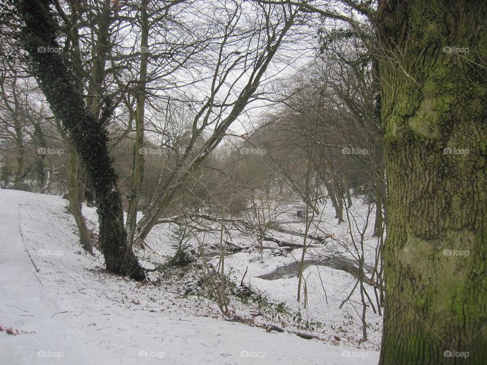 Winter, Snow, Landscape, Tree, Wood