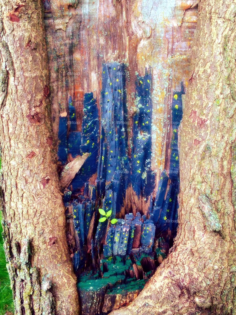 Art on alive tree. Found this on a tree near a walking path