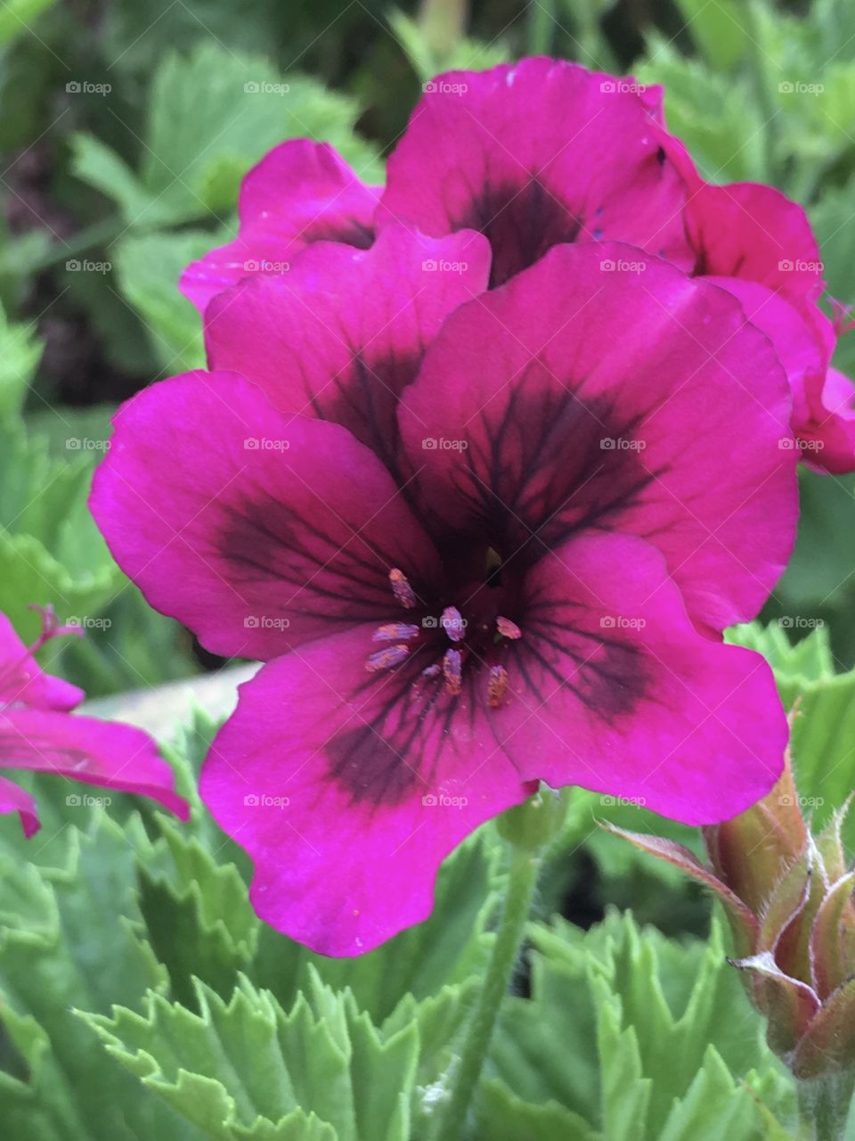 Pink tropical
Flower in bloom