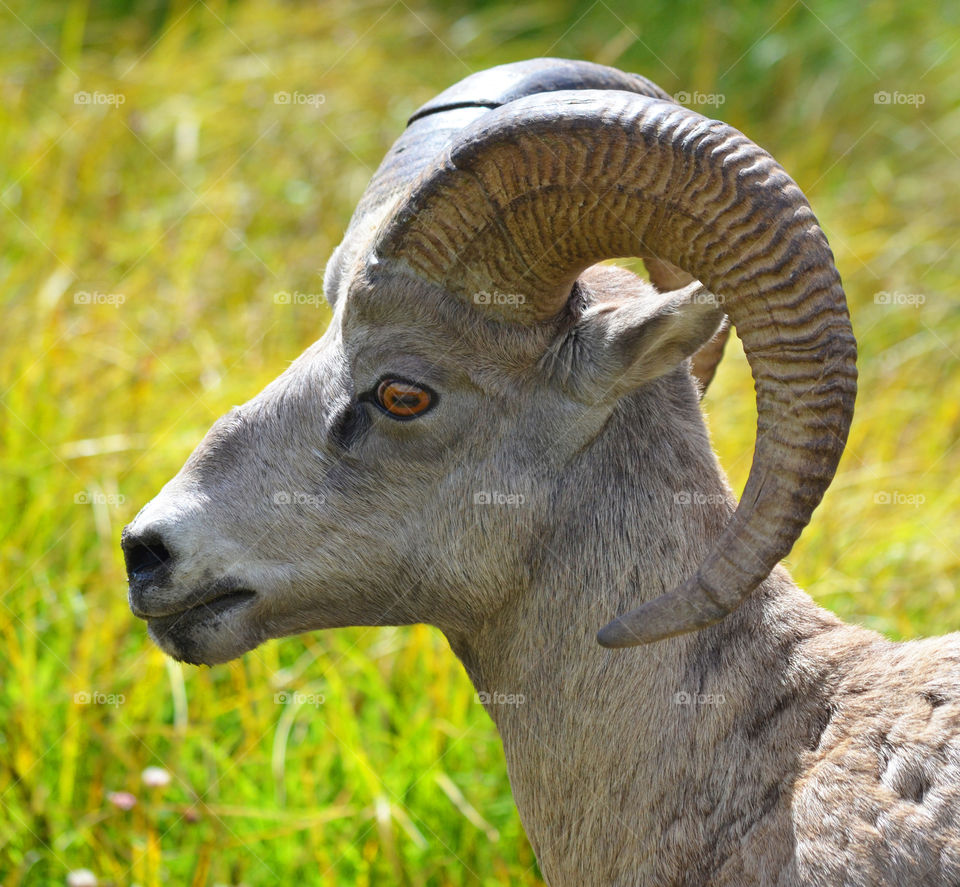 Big Horn sheep in Peter Lougheed Park