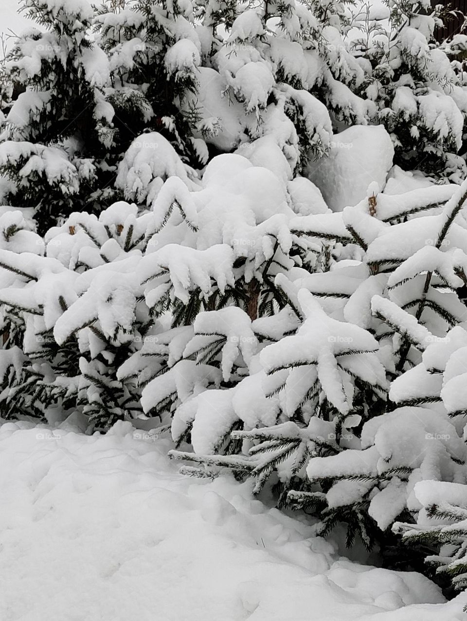 snow on branches