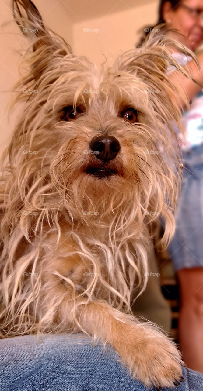 Mini dog - Yorkshire