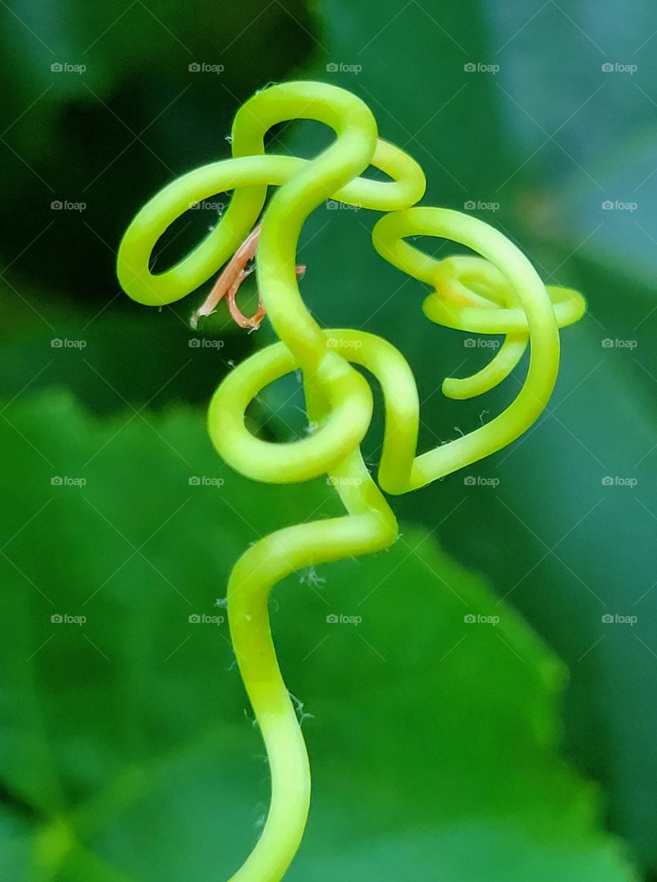 portrait of a plant /wine vines