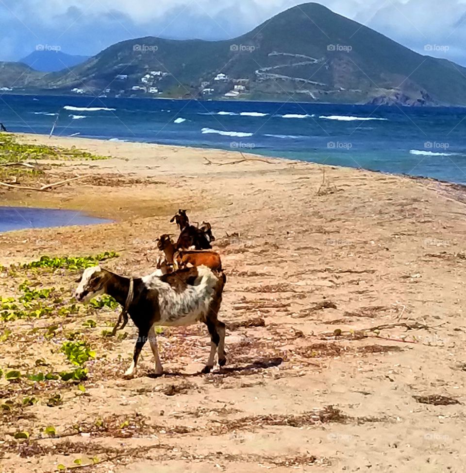 A Goats Day at the Beach