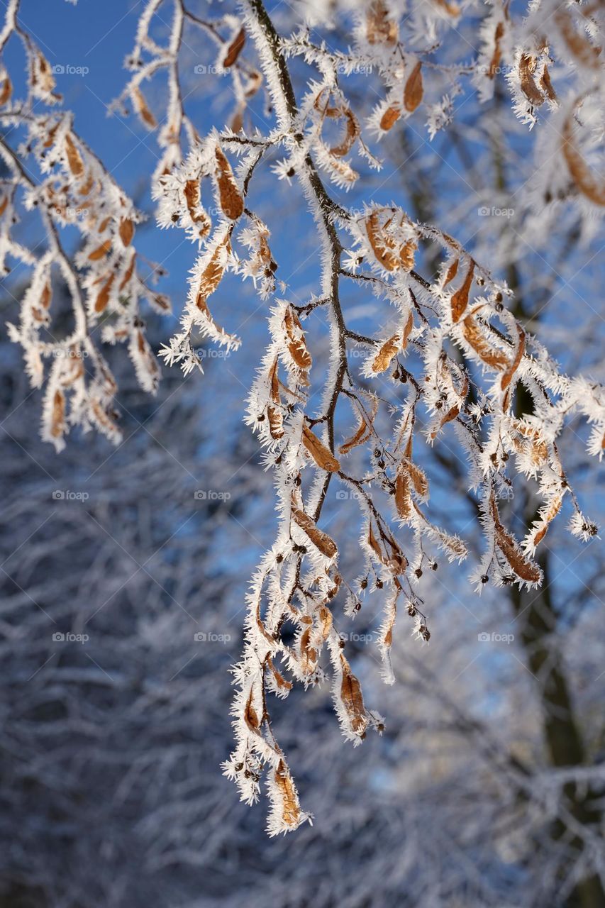 Tree branches in frost