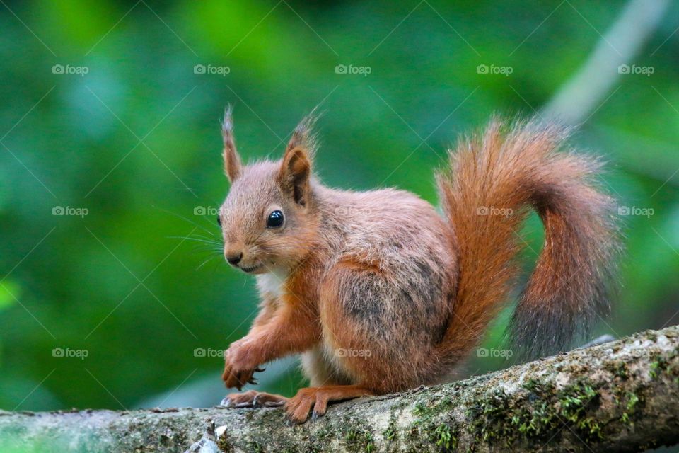 Little cute squirrel in the forest