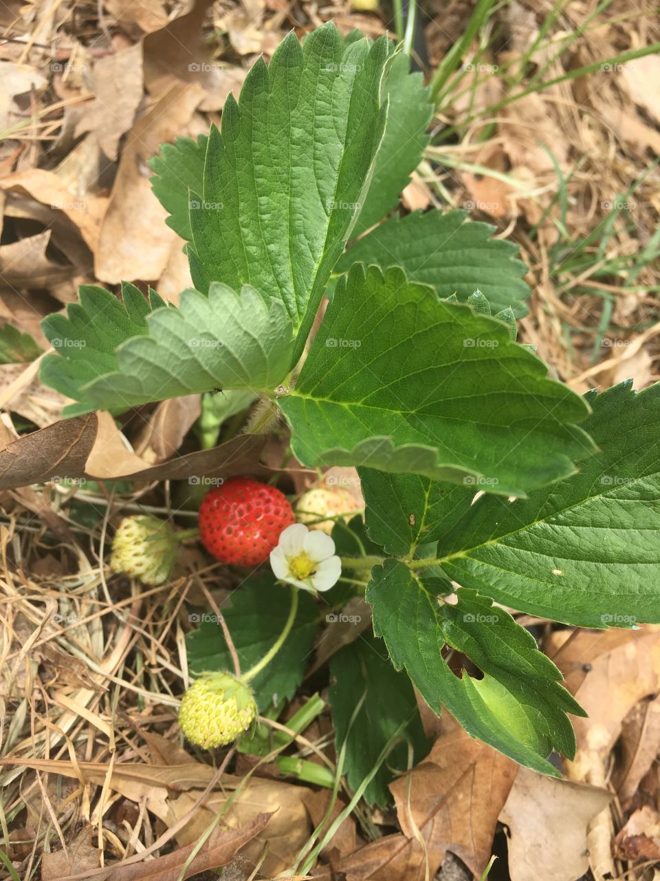 Closeup of a strawberry plant