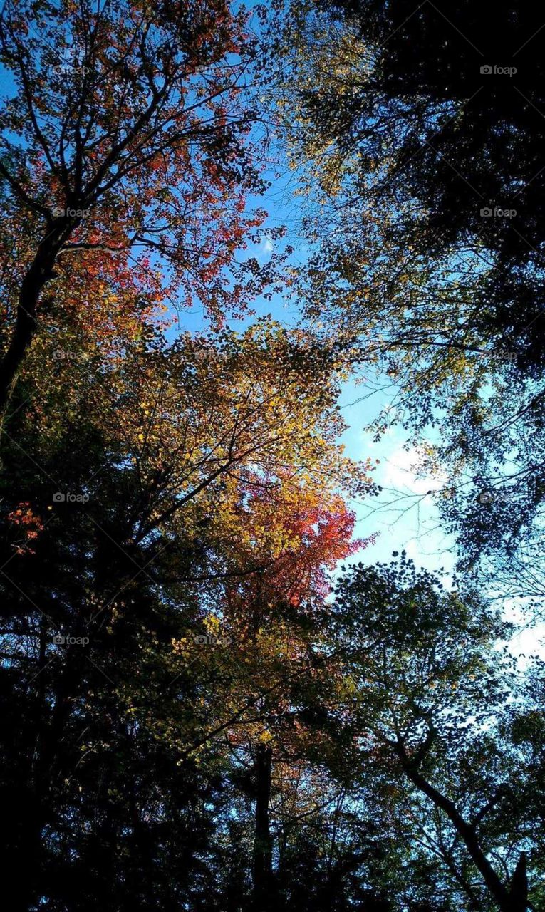 Fall forest canopy showing their best colors against a blue sky.