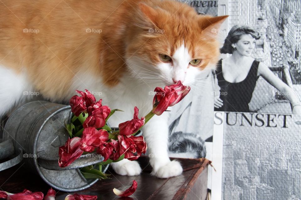 Cat with tulips 