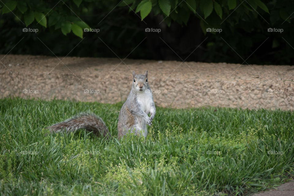 a cute squirrel staring my camera wondering about what was that thing.