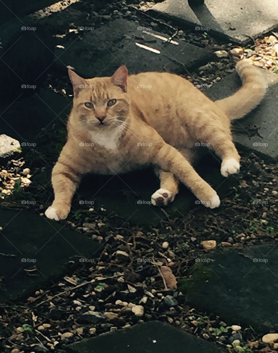 Big pretty orange with some white on her, cat, posing with front legs sprawled out, outside on pavers.