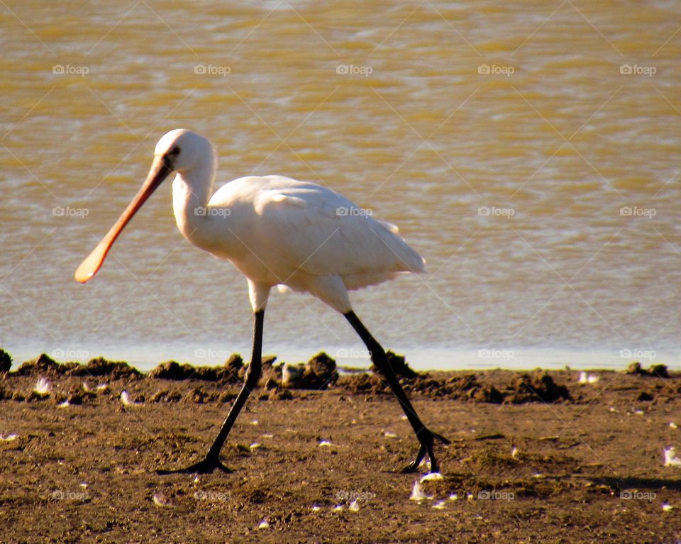 Spoonbill