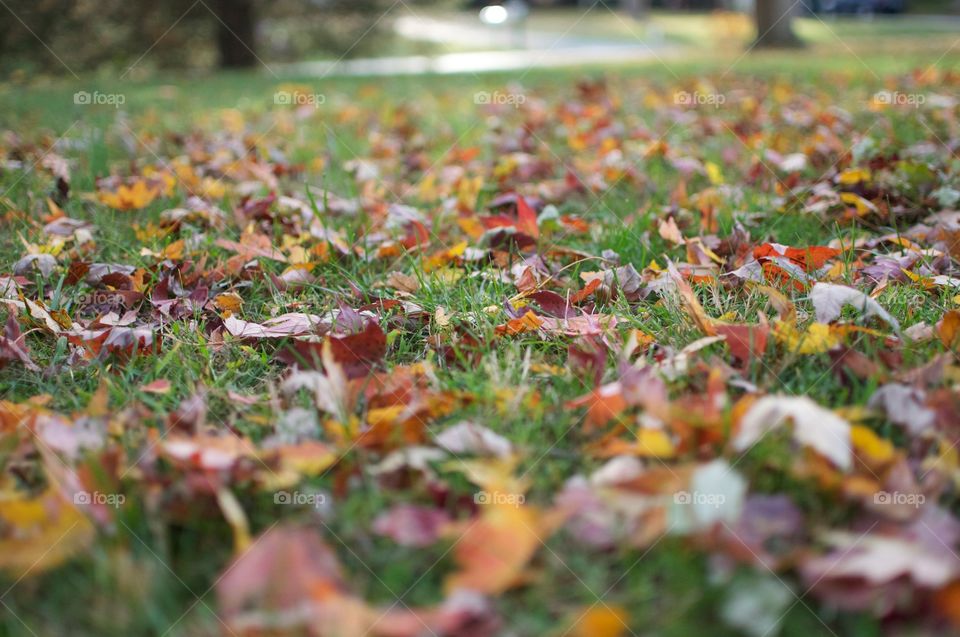 Leaves falling in the fall 