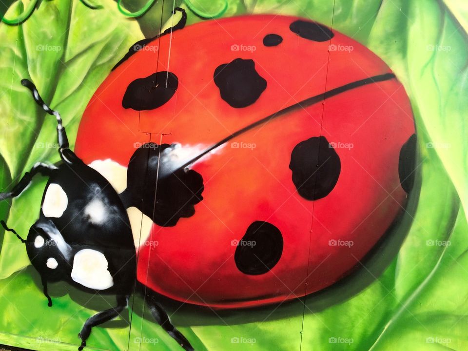 Ladybugs 