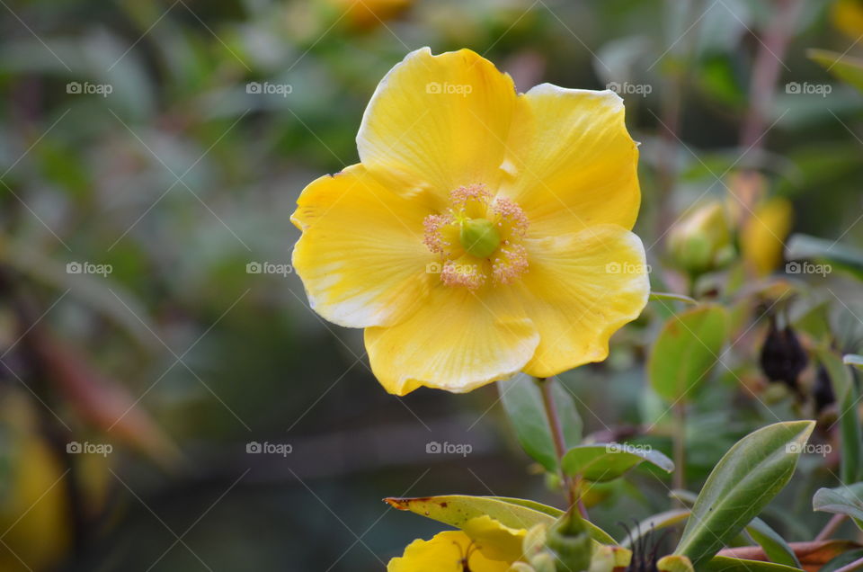 Yellow Flower