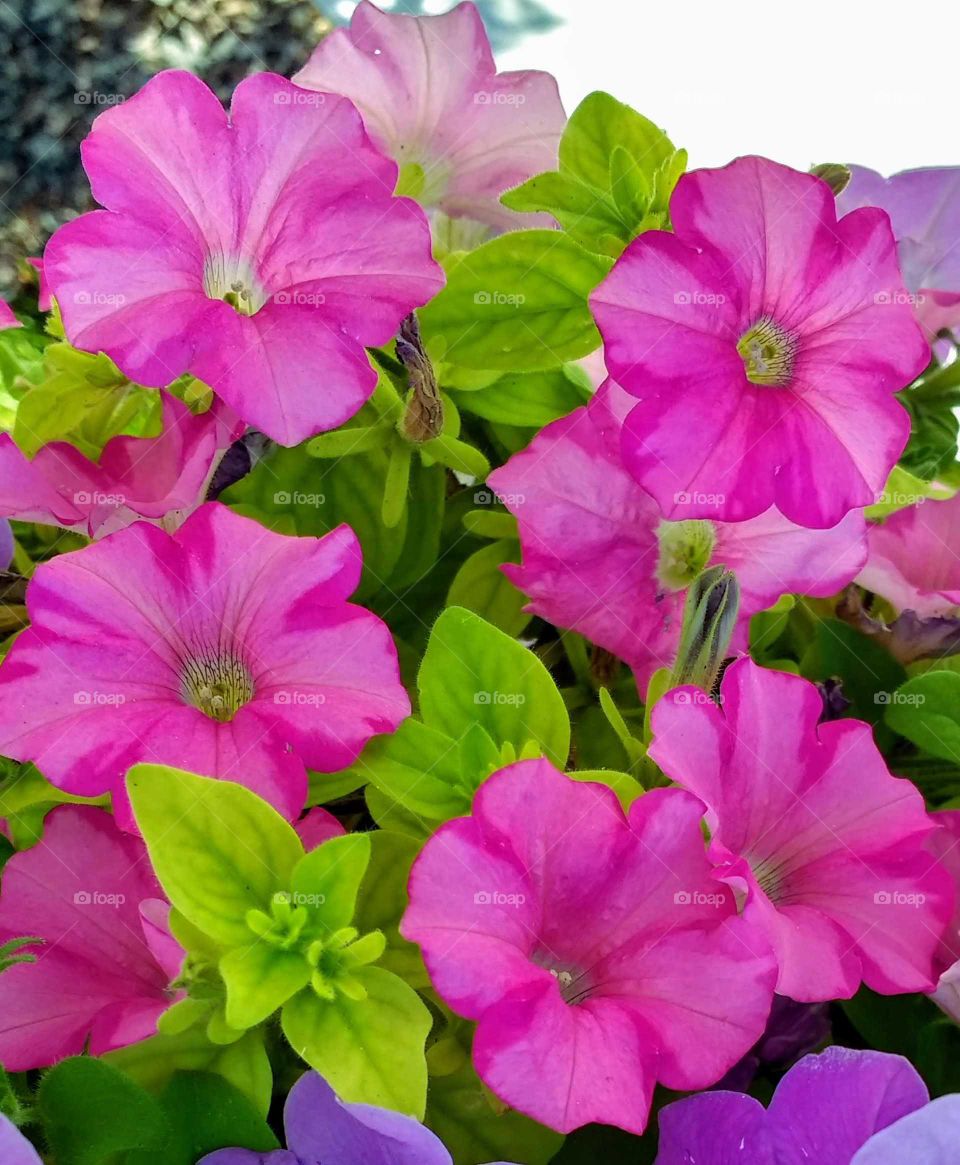 Pink petunias in a hanging basket on a cloudy, summer day