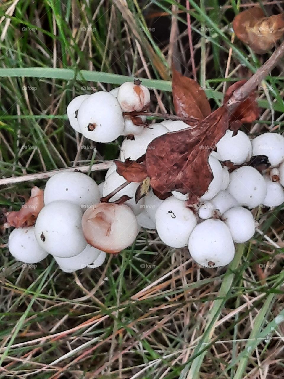 autumn garden fruits - white snowball berries