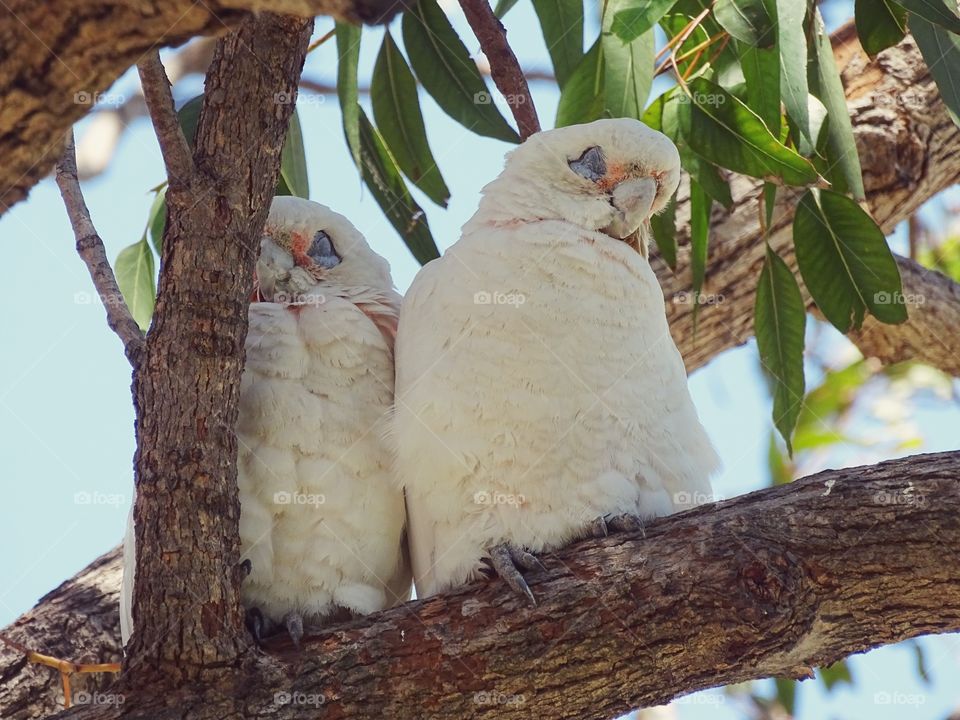 Lovely parrots share love