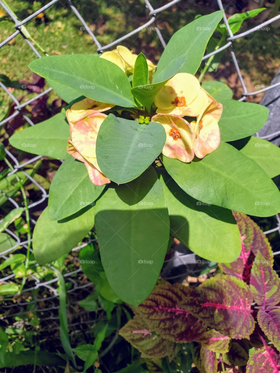 beautiful corona de Cristo