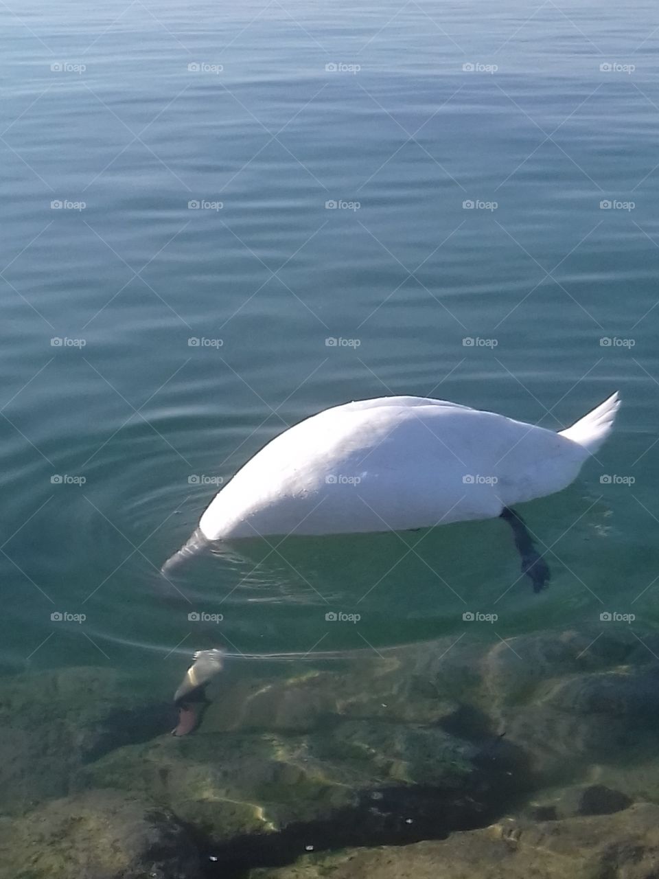 half....swan