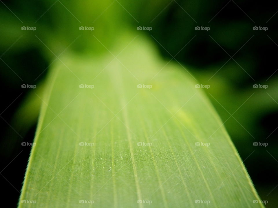 beautiful green color leaf