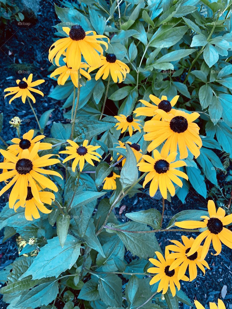 My beautiful Rudbeckia at our countryside house in the Laurentians, Quebec, Canada 🌼