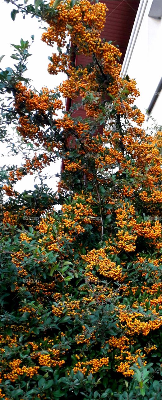 innumerable yellow firethorn berries in the evening