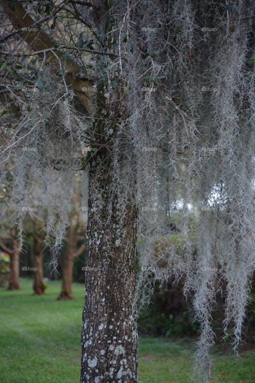 Mossy trees