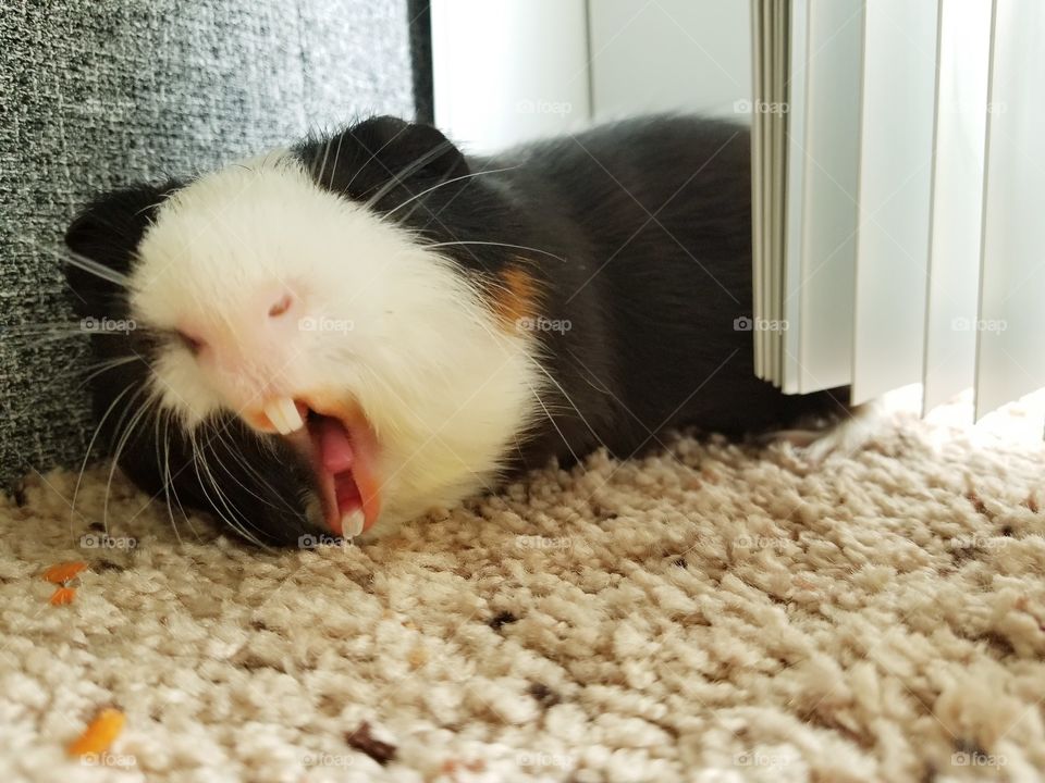 Ginea Pig Yawn