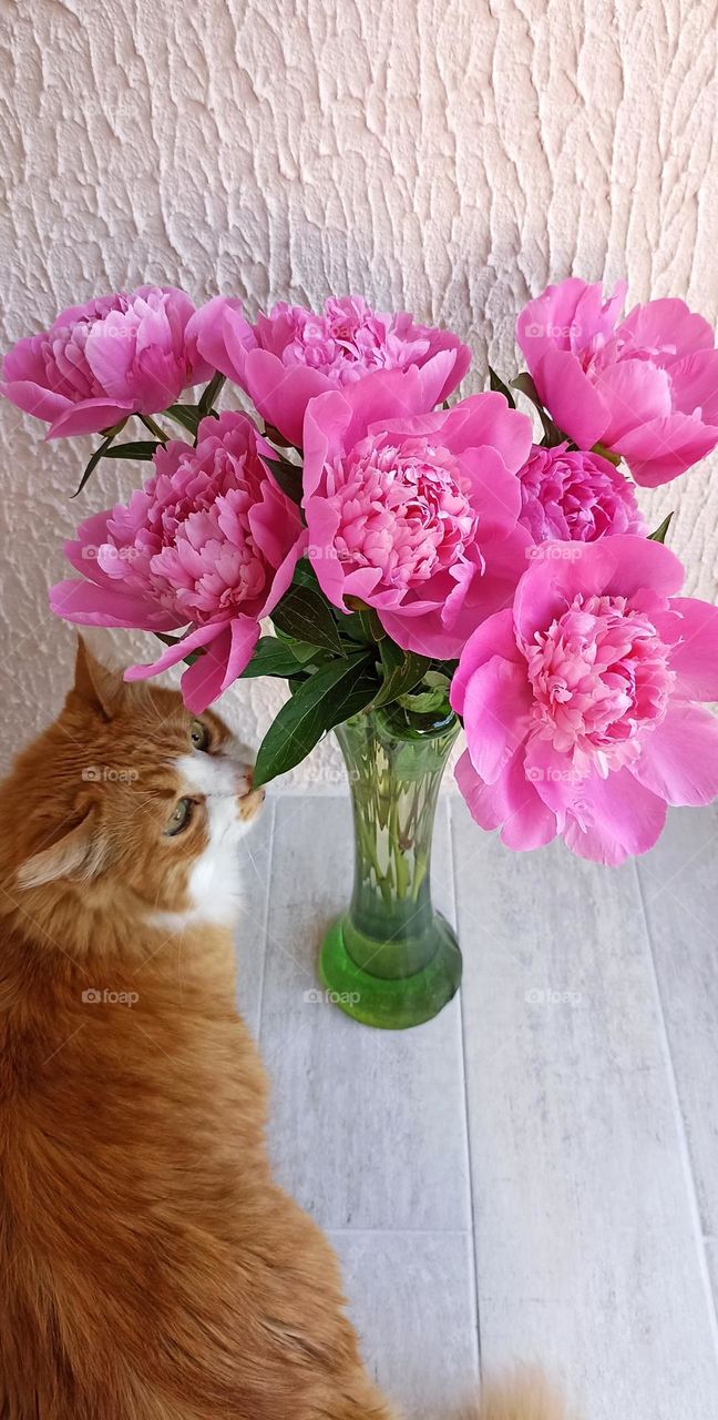 pink peonies flowers bouquet on a wall background and ginger cat beautiful portrait