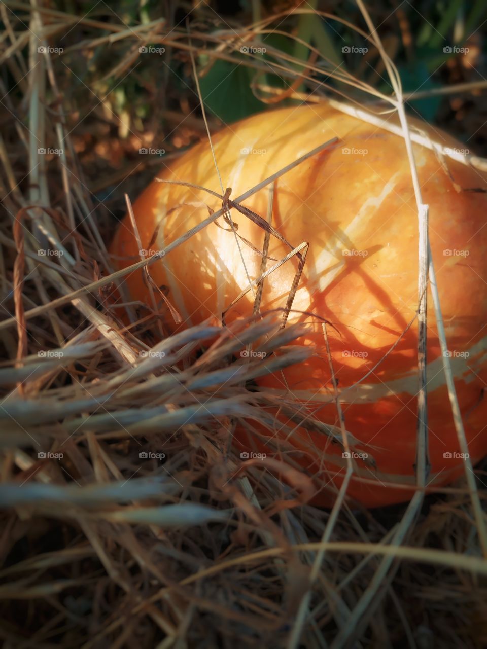 orange pumpkin in the grass