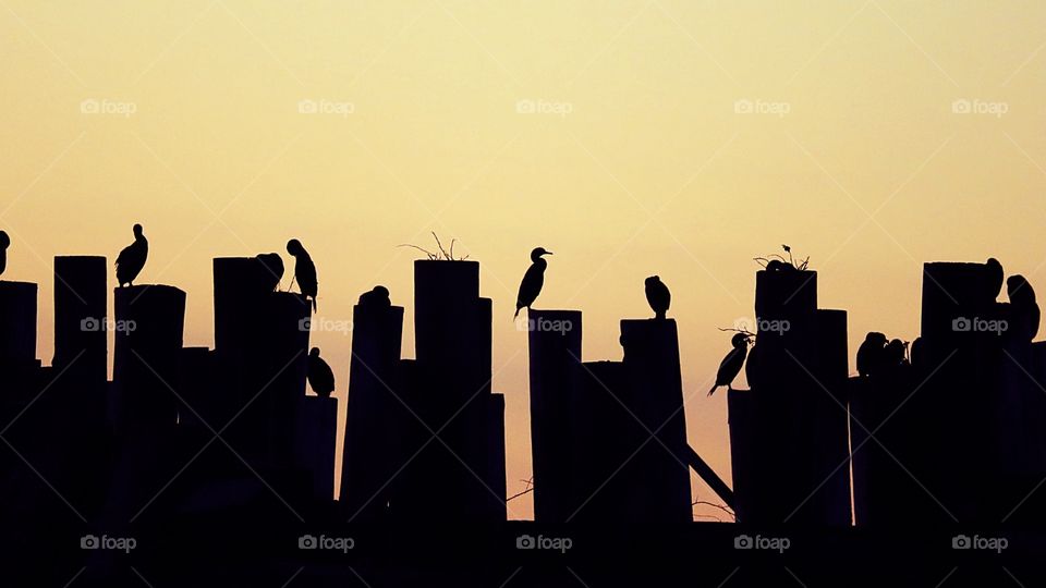 Silhouette of cormorants perched on an old dock, the bright sunset illuminated behind them.