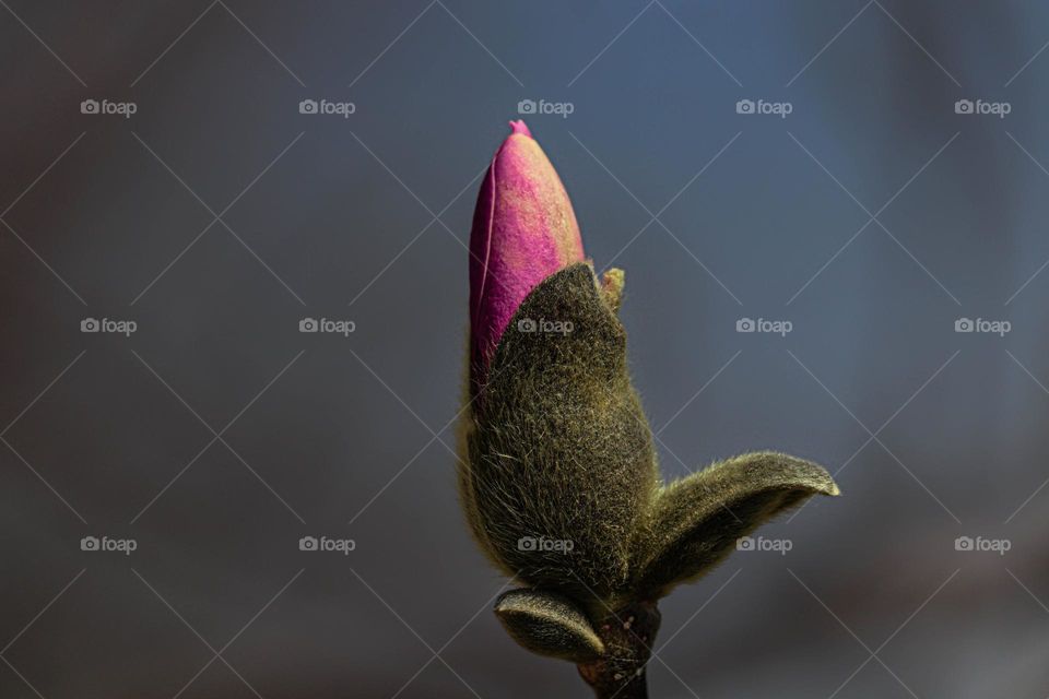 first bloom on a tree