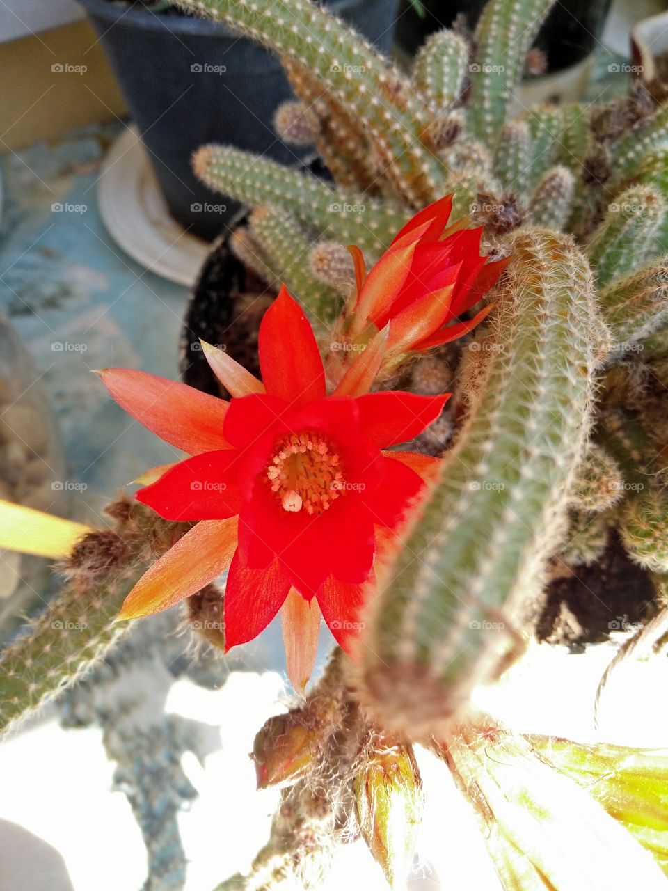 a colorful cactus plant red flower in bloom in a garden in springtime
