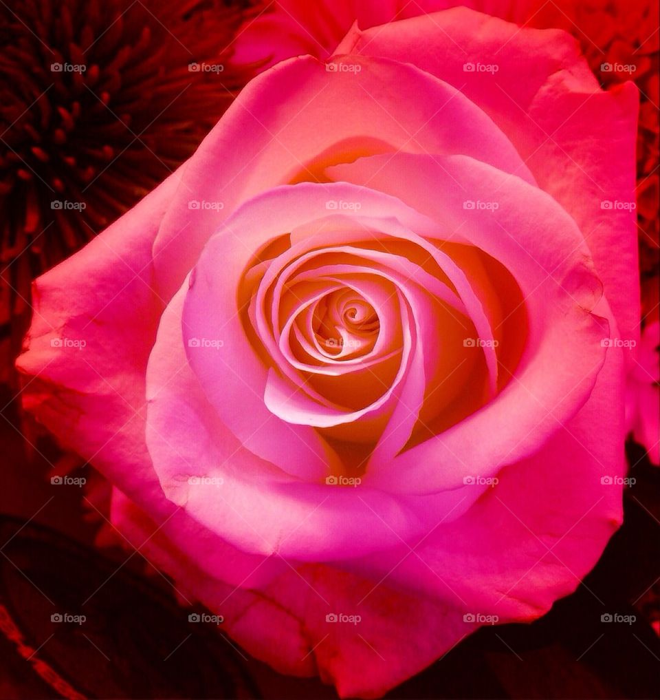 Deep pink rose