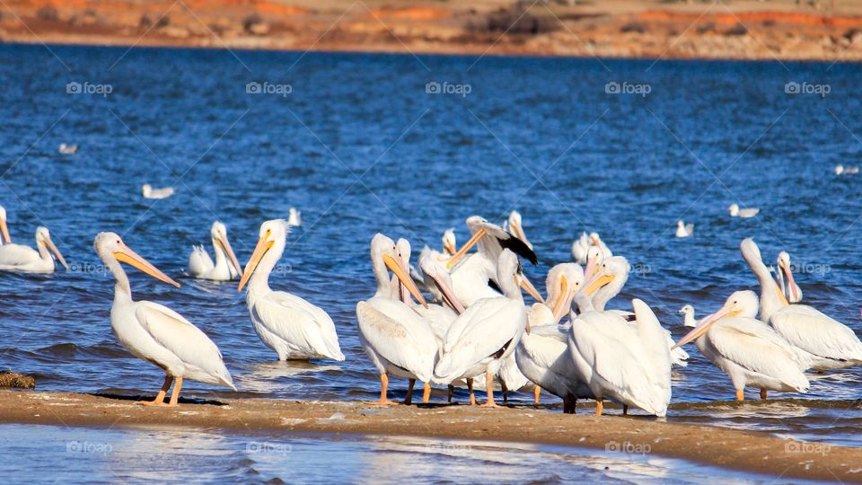 Flock of Pelicans