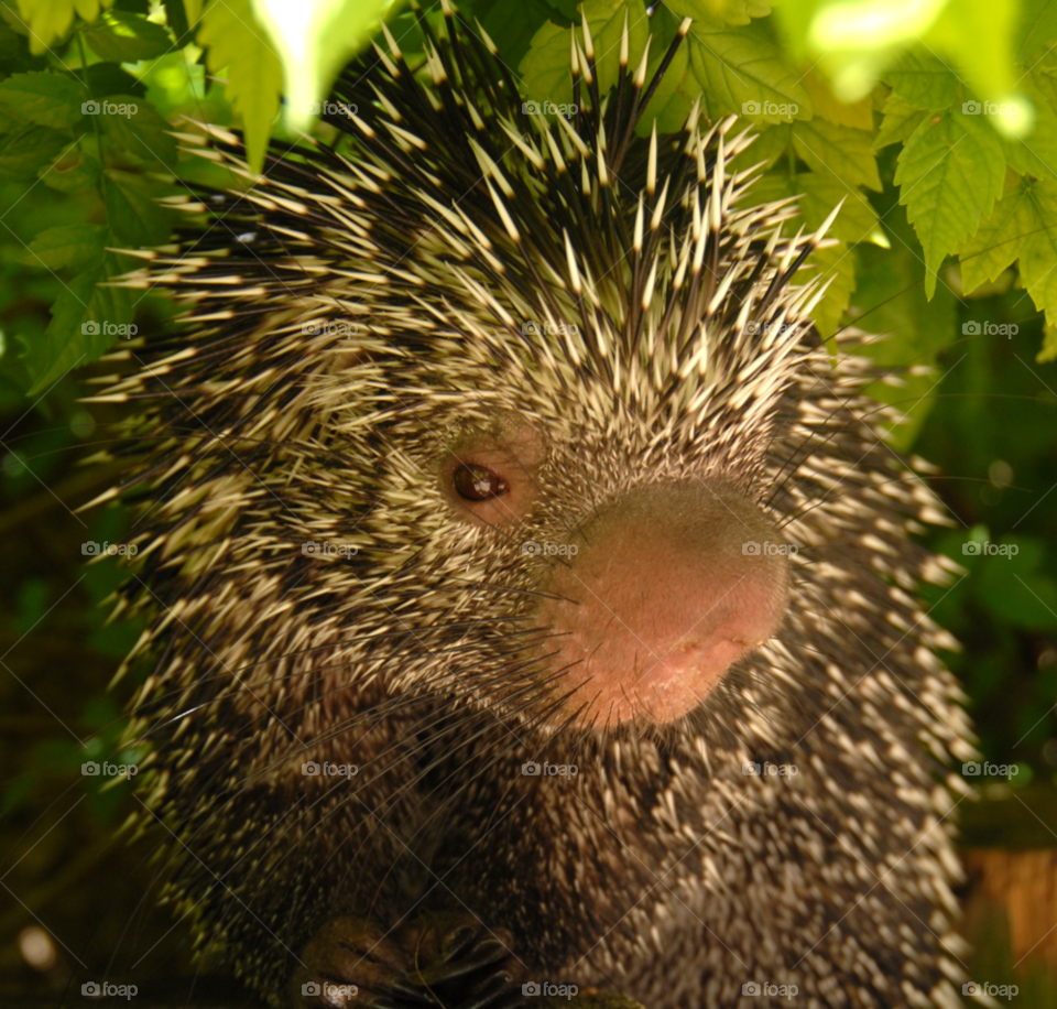 animal porcupine quills by lightanddrawing